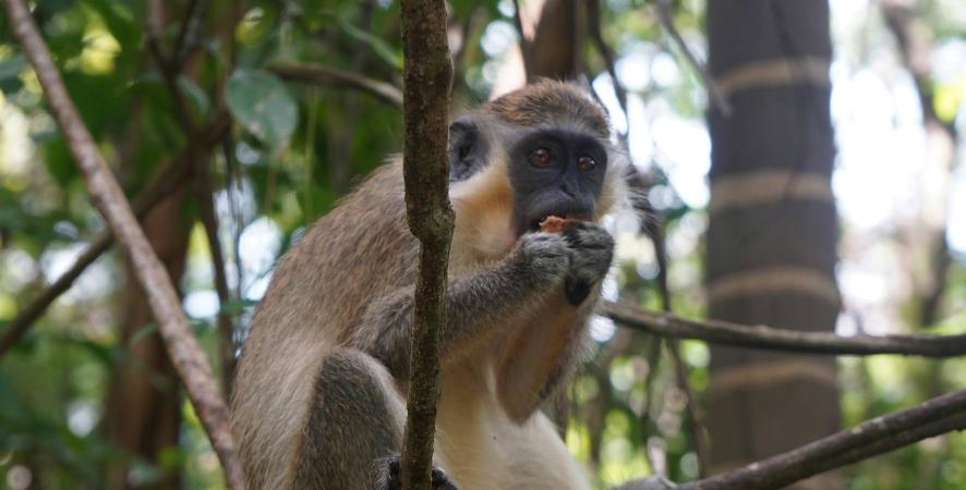 Photo-test-page-NBS-singe